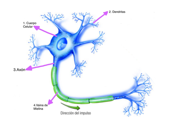 Santiago Ramón y Cajal