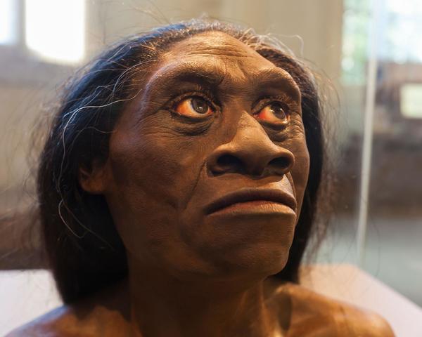 Homo florensiensis