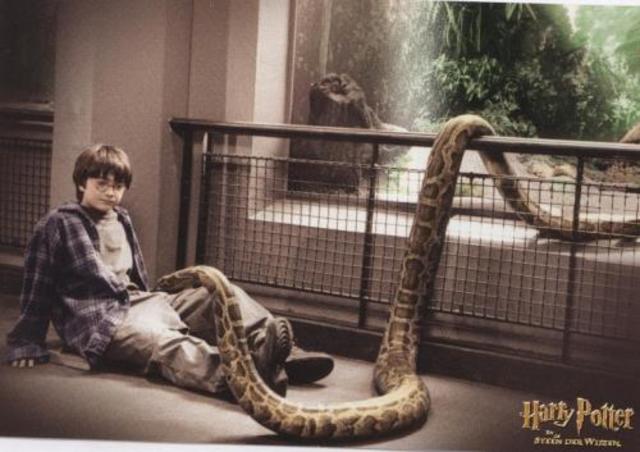 Harry makes a protection glass at the zoo disappear