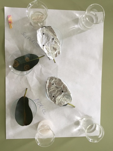 LAB: PRÁCTICA LLUVIA ÁCIDA II