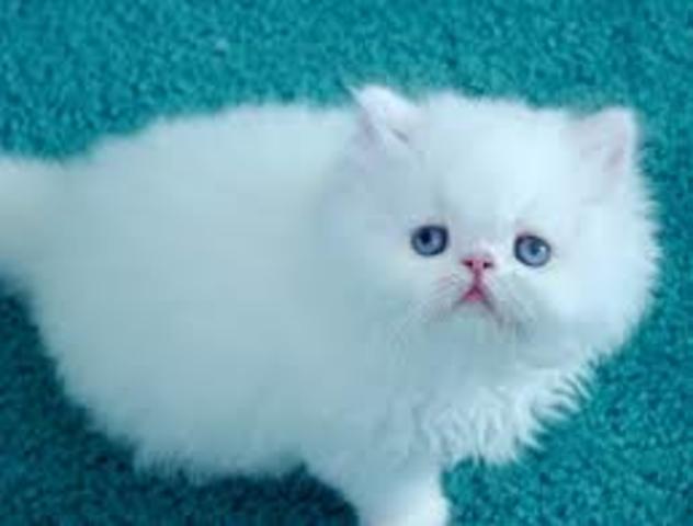 The evolution of neonatal nurses