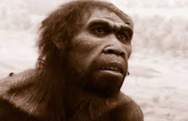 HOMO ERGASTER (HACE 1,9 - 1,4 MILLONES DE AÑOS)