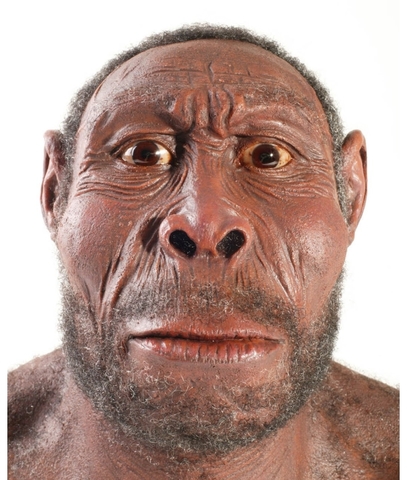 HOMO ERECTUS (HACE 2 MILLONES - 700000 AÑOS)