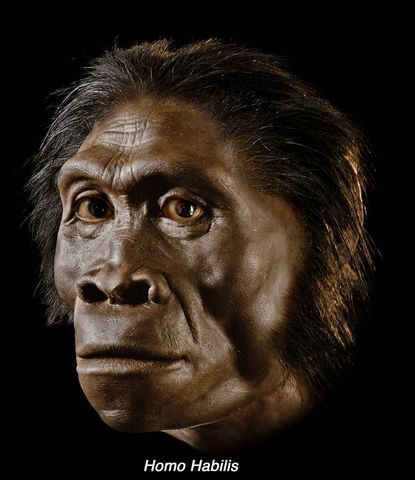 Homo habilis