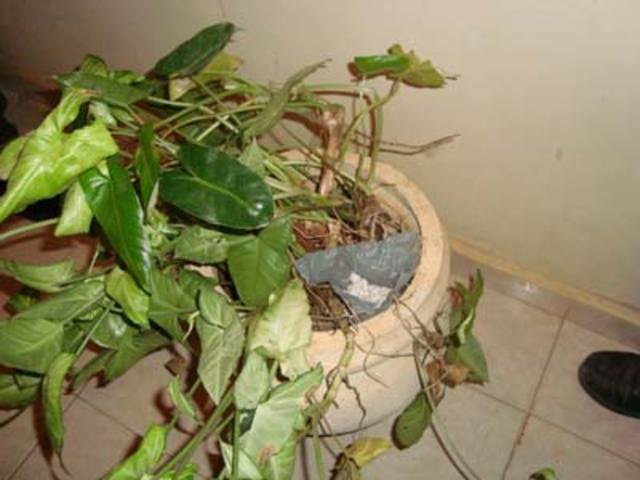 Operação Condor prende sete por tráfico em Lagoa da Prata