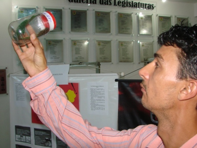 Lagartas apresentam riscos à arcoenses