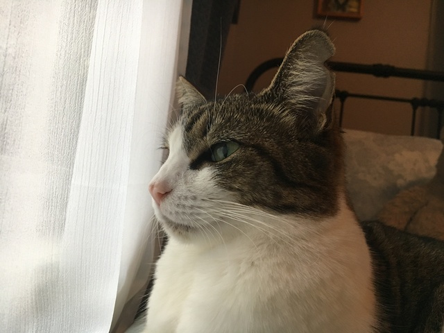 Encontramos nuestra gata.