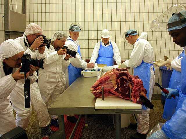 Crisis de las Vacas locas