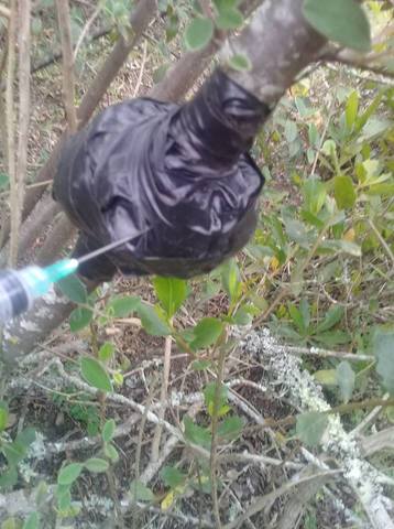 Revision de los acodos aereos