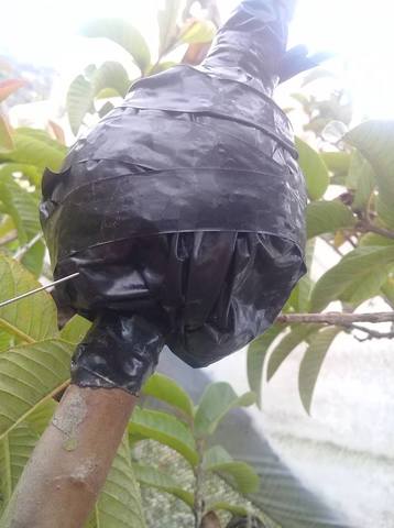 Revision de los acodos aereos