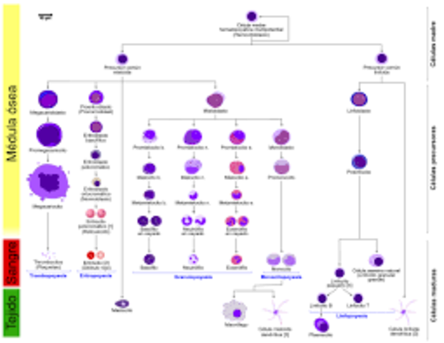 Virchow, Remak y Kolliker