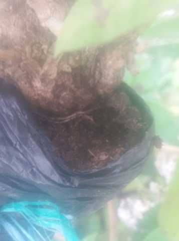 Raices establecidas y con su humedad.