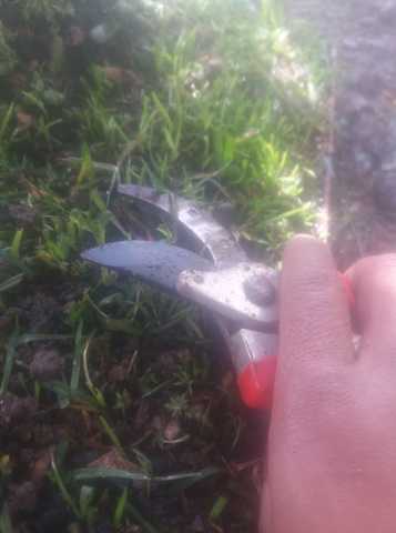 Se realizo una poda en general en la extructura.