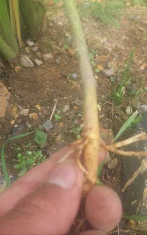 Raices brotadas del 1.-Tratamiento con la hormona ana.