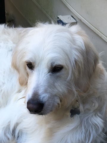 Mi hermana compró un perro.