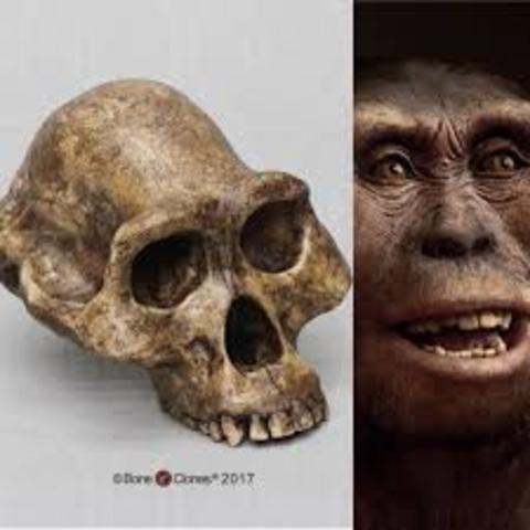 Australopithecus