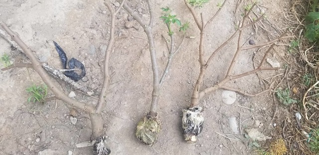 corte de acodos aereos