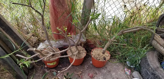 Siembra y preparación de sustrato.
