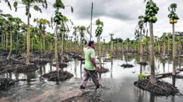 Agrobanco ayudará a clientes afectados por desastres naturales