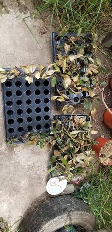 Revisión de plantas.