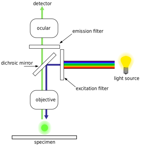 Microscopio de Fluorescencia