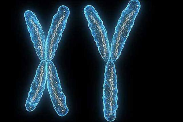 Karl Wilhelm Y  Edouard Van Beneden