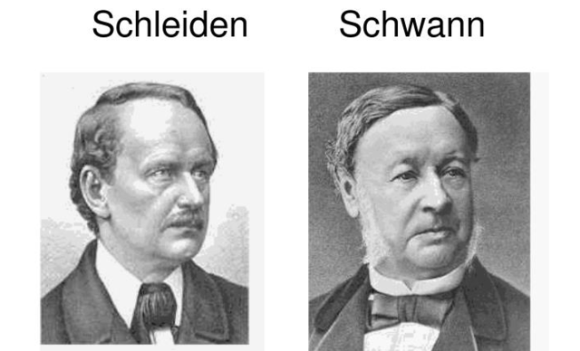 Schneiden y Schwann