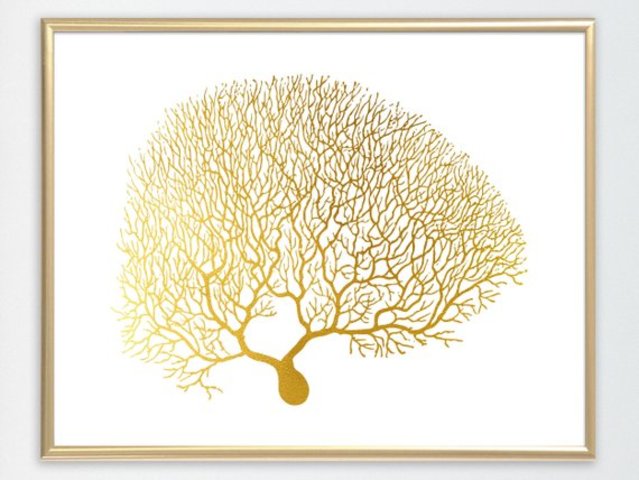 Jan Evangelista Purkynê