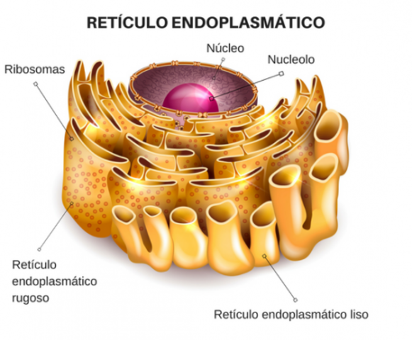 Retículo Endoplasmático