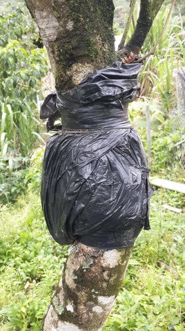 Revisión del acodo de guaba.