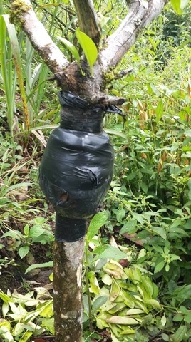 Revisión del acodo de naranja.