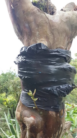 Revisión del acodo de guayaba.