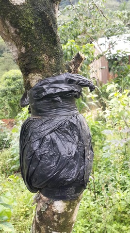 Revisión al acodo de guaba.