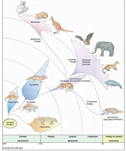 APARICIÓ DELS PRIMERS MAMÍFERS