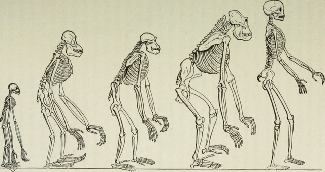 Surge la antropología como disciplina individual