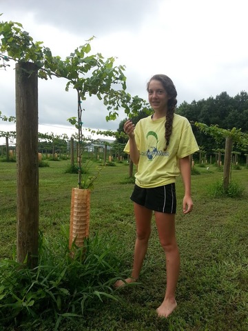I picked the first grape from my own vineyard.