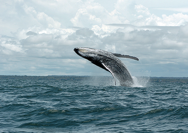 Arrivada a la badia de les Balenes