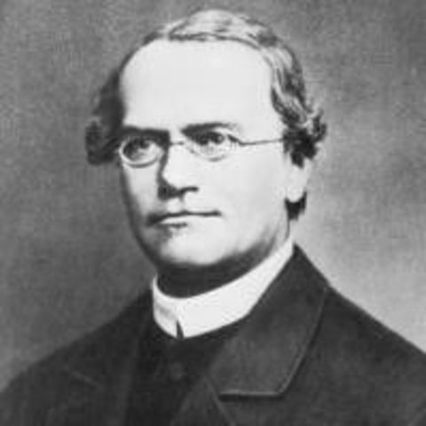 G. Mendel