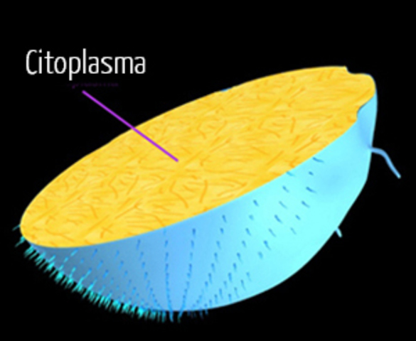 Citoplasme celular.