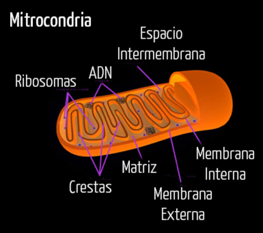 Mitocondrias.