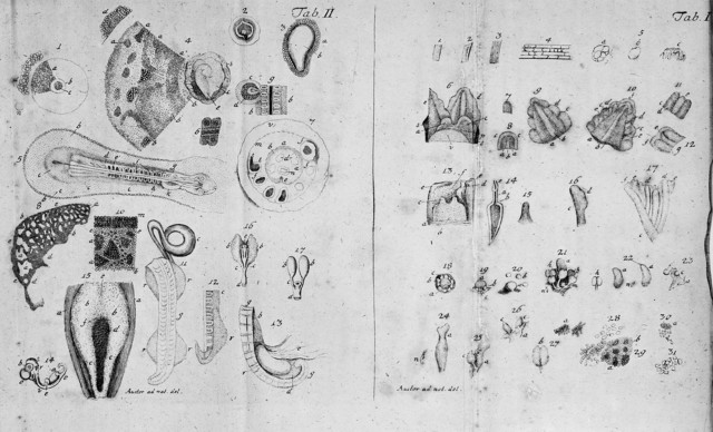 Caspar F. Wolff llega a la conclusión de la existencia de una unidad fundamental de forma globular presente en todos los seres vivos,
