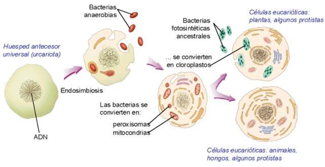 Teoría endosimbiótica.