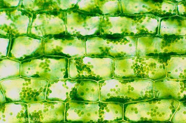 Matthias J. Schleiden determina que las plantas eran estructuras multicelulares