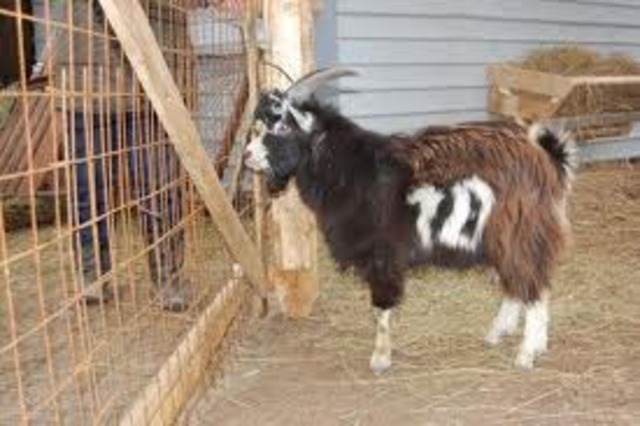 山羊也是一種家畜動物喔！