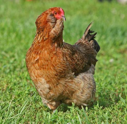 雞呀！ 好味兒的雞呀！