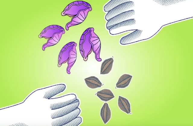 Conchas, cacao y metales preciosos