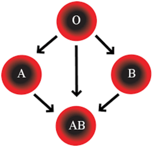 The Blood Types