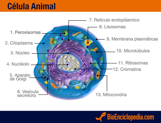CÉLULA ANIMAL.
