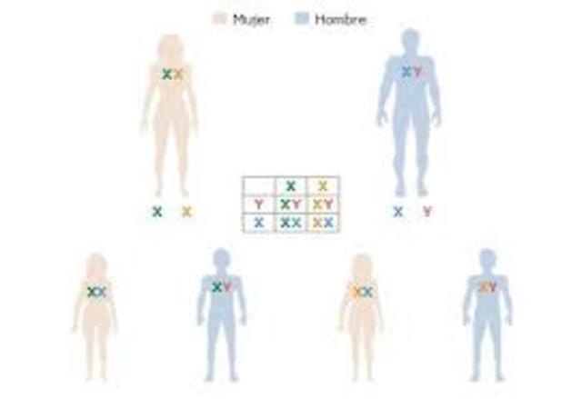 Hertwig y Van Beneden