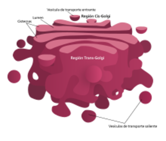Aparato de Golgi